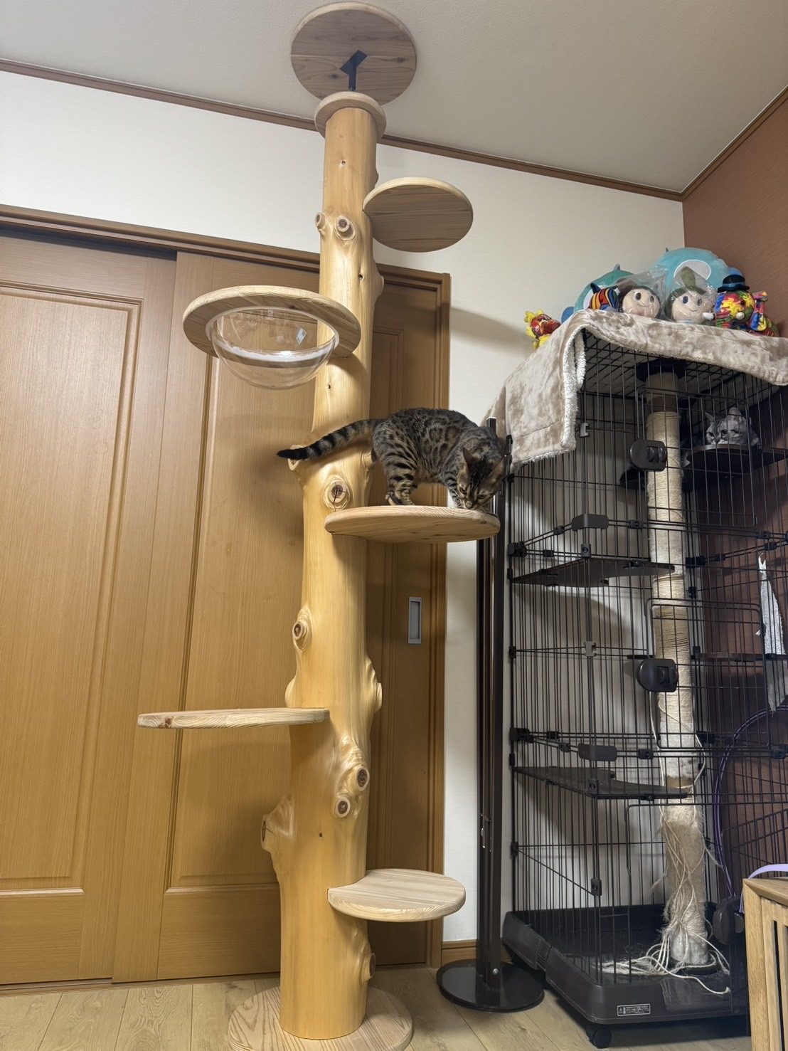 ひのき原木のキャットタワーを登る猫