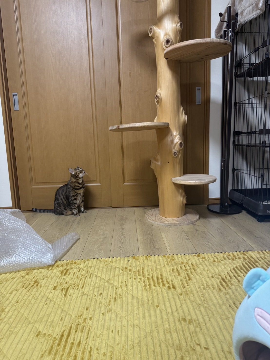 タワーを見上げる猫