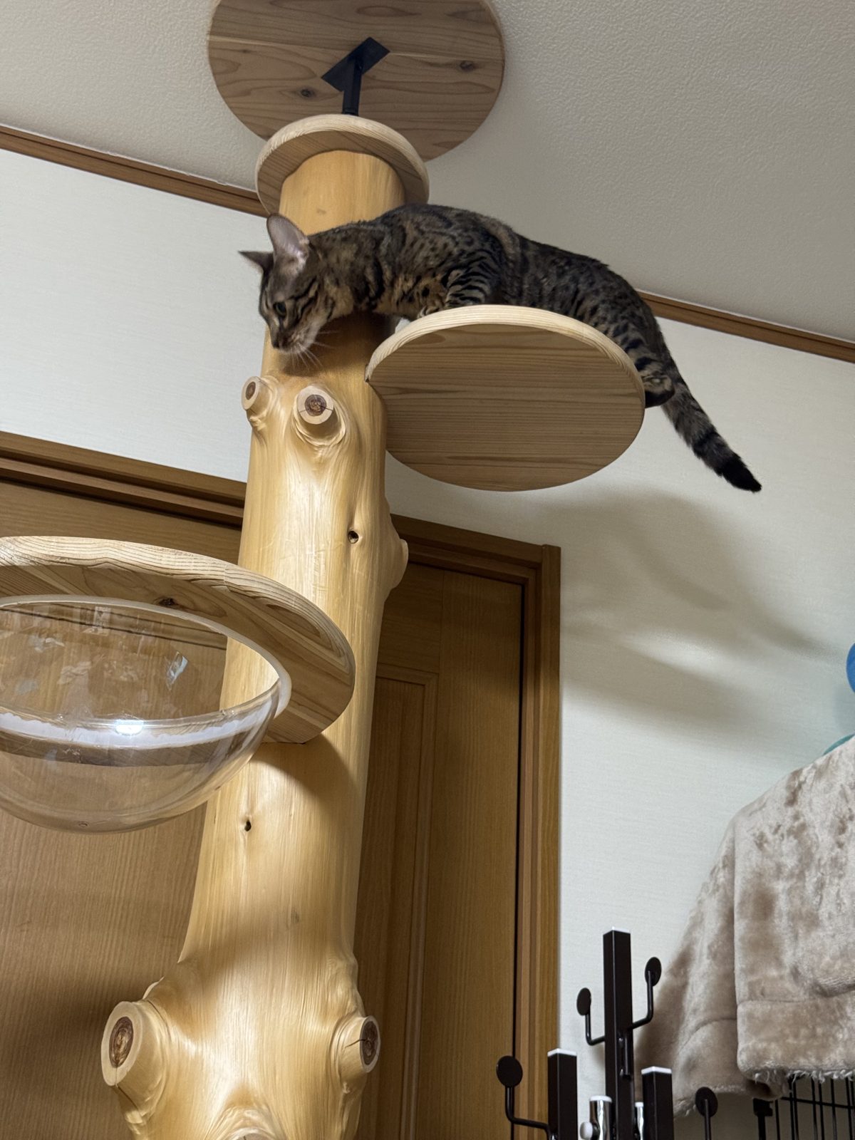 最上段のステップに乗る猫